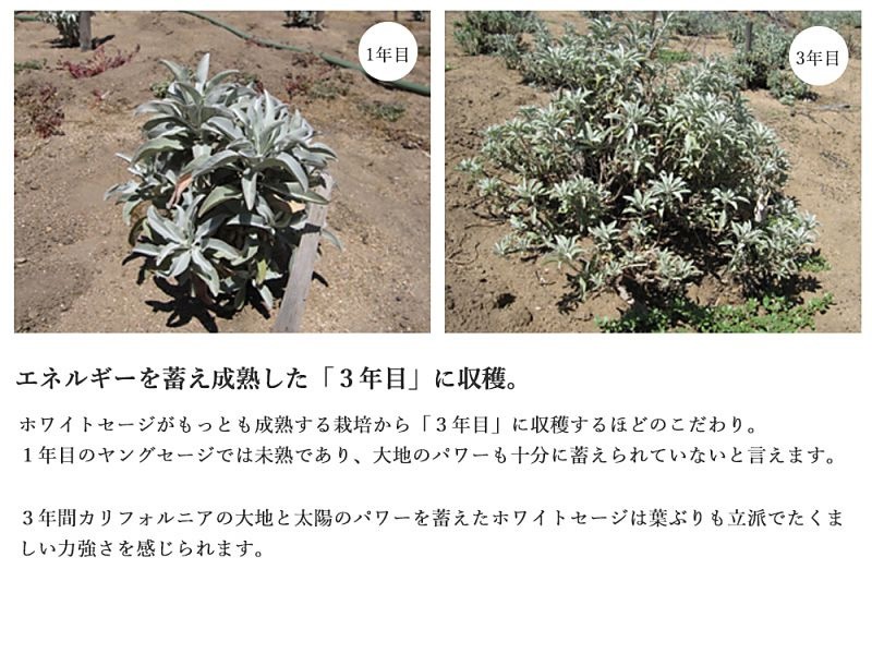 ホワイトセージ ルカス LUCAS エクストラ・ホワイトセージ 10g 枝つき葉 空間浄化 ヨガ 瞑想 マインドフルネス リラックス オーガニックホワイトセージ カリフォルニア直輸入 アクセサリーの浄化 農薬不使用 USDA 米国農務省 カリフォルニア認定オーガニック農家