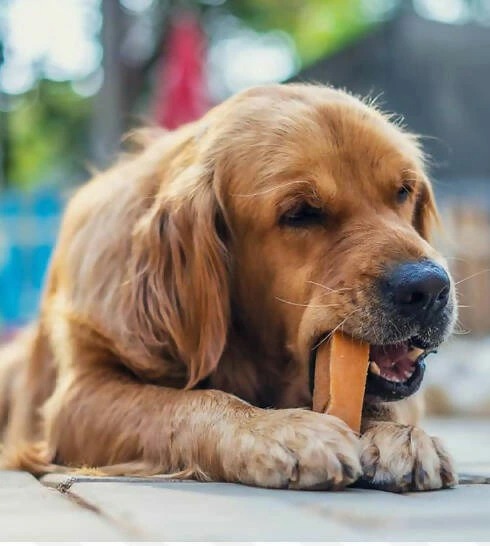 犬用おやつ 無添加 JERRY（ジェリー）Large ヒマラヤ産100%ナチュラル ドッグチュー 100g 1本入り 犬用ガム 無添加 正規品 天然 ナチュラル 自然 防腐剤不使用 グルテンフリー 乳糖フリー 高たんぱく 丈夫 長持ち 手作り 歯の健康に ワンちゃんおやつ