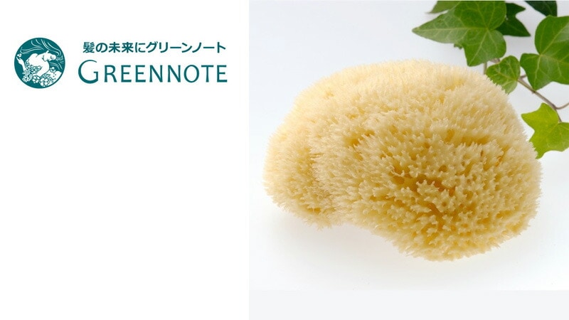 ボディ用スポンジ グリーンノート 天然海綿スポンジ ボディ用 正規品 保存料不使用 天然 ナチュラル GREEN NOTE スポンジ