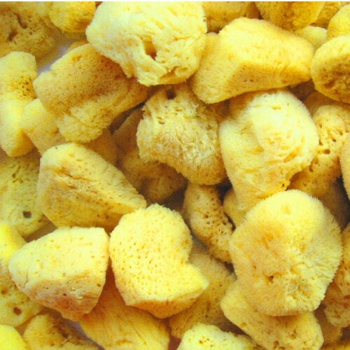 フェイス用スポンジ グリーンノート 天然海綿スポンジ フェイス用 2個セット 正規品 保存料不使用 天然 ナチュラル GREEN NOTE スポンジ