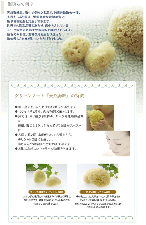 フェイス用スポンジ グリーンノート 天然海綿スポンジ フェイス用 2個セット 正規品 保存料不使用 天然 ナチュラル GREEN NOTE スポンジ