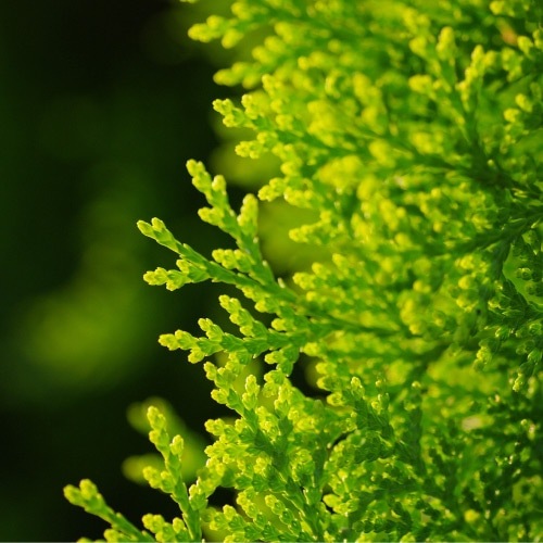 入浴剤 グリーンノート 桧水 1L 正規品 ルームスプレー ファブリックスプレー 桧風呂 桧入浴剤 ヒノキ入浴剤 オーガニック 無添加 天然 ナチュラル ノンケミカル GREEN NOTE