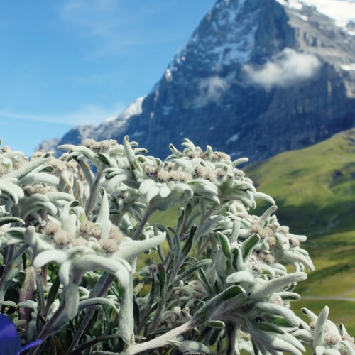 グリーンノート オーガニックＵＶミルク (SPF50 PA＋＋) 日焼け止め 化粧下地 オーガニック 無添加 正規品 UVミルク UVケア BBクリーム 美容液成分 エコサート認証 全身 紫外線カット 天然 ナチュラル ノンケミカル