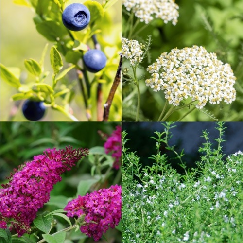 グリーンノート オーガニックＵＶミルク (SPF50 PA＋＋) 日焼け止め 化粧下地 オーガニック 無添加 正規品 UVミルク UVケア BBクリーム 美容液成分 エコサート認証 全身 紫外線カット 天然 ナチュラル ノンケミカル