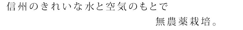 化粧水 無添加 ワイルドツリー wildtree イナノワ　ハーブウォーター ローズゼラニウム 120ml 正規品 オーガニック スキンケア ローション 乾燥肌 天然 ナチュラル ノンケミカル 自然