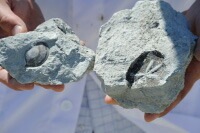 パック オーガニック アルジタル グリーンクレイ ペースト ミニ 20ml 無添加 お試し 正規品 海泥パック 顔 全身用 海泥パック 石澤研究所 クレイパック フェイスパック ノンケミカル ニキビ ニキビ跡 消し