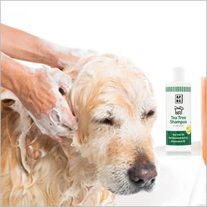 犬用 シャンプー 無添加 A.P.D.C ティーツリーシャンプー　500ml オーガニック 正規品 APDC 天然 ナチュラル ティートリー 自然 シャンプー 犬用