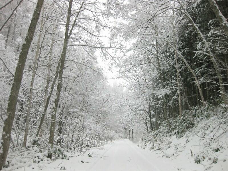 フレグランススプレー フプの森 フレグランススプレー 5ml 正規品 無添加 アロマ モミの木 フレグランス