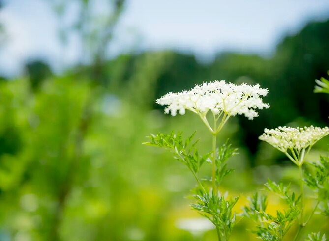 保湿クリーム 無添加 QUON deep ヴァイタライザーモイスチャークリーム 50g オーガニック 正規品 スキンケア ローション 天然 ナチュラル ノンケミカル 自然 クオン ディープ ツバキオイル エルダーフラワー 酸化セリウム  潤い ハリ 透明感 エイジング