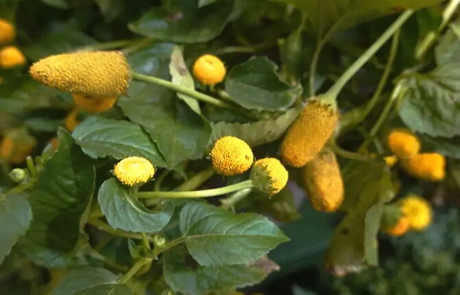 保湿クリーム 無添加 QUON deep ヴァイタライザーエンリッチクリーム 50g オーガニック 正規品 スキンケア ローション 天然 ナチュラル ノンケミカル 自然 クオン ディープ キバナオランダセンニチエキス ツバキオイル 潤い 乾燥 シミ シワ エイジング