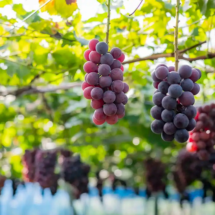 保湿クリーム 無添加 QUON deep ヴァイタライザーエンリッチクリーム 50g オーガニック 正規品 スキンケア ローション 天然 ナチュラル ノンケミカル 自然 クオン ディープ キバナオランダセンニチエキス ツバキオイル 潤い 乾燥 シミ シワ エイジング