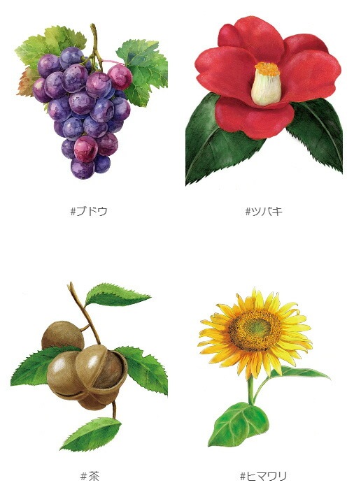 保湿クリーム 無添加 QUON deep ヴァイタライザーエンリッチクリーム 50g オーガニック 正規品 スキンケア ローション 天然 ナチュラル ノンケミカル 自然 クオン ディープ キバナオランダセンニチエキス ツバキオイル 潤い 乾燥 シミ シワ エイジング