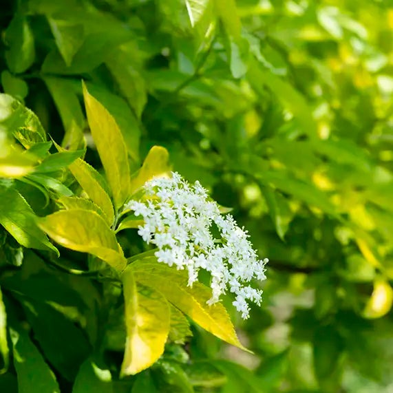 化粧水 無添加 QUON deep ヴァイタライザーハーバルローション 120ml オーガニック 正規品 スキンケア ローション 天然 ナチュラル ノンケミカル 自然 クオン ディープ  乾燥 肌荒れ ニキビ エイジング