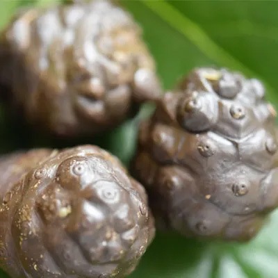 石鹸 無添加 パルセイユ ノニハーブソープ 95ｇ 洗顔・全身用 正規品 オーガニック スキンケア 洗顔料 洗顔石鹸 せっけん 天然 ナチュラル ノンケミカル