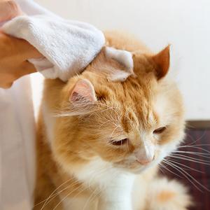 猫用 拭き取り シャンプー 無添加 A.P.D.C  プロフェッショナル フォーミングシャンプー 180mLオーガニック 正規品 APDC 天然 ナチュラル 自然 猫