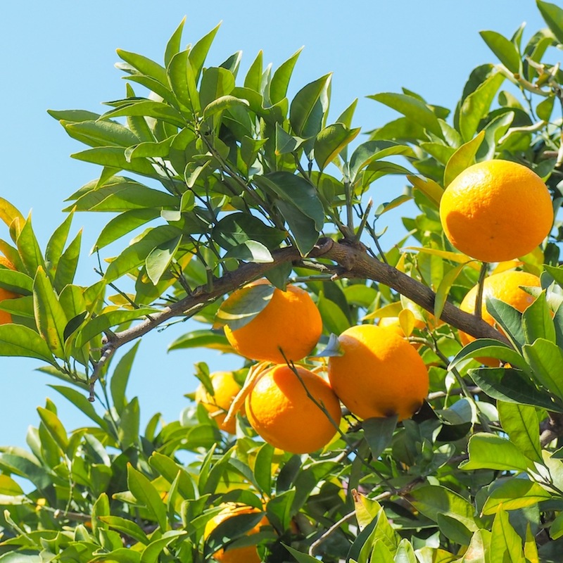 甘夏・ローズマリーエッセンシャルオイル 湧起-yuki- 5ml