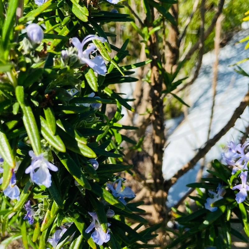 甘夏・ローズマリーエッセンシャルオイル 湧起-yuki- 5ml