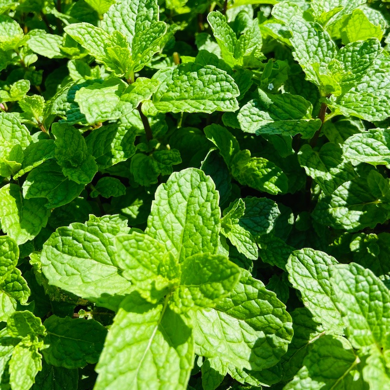 甘夏・スペアミントエッセンシャルオイル 爽快-sokai- 5ml