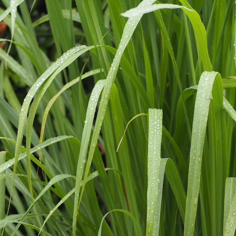 甘夏・レモングラスエッセンシャルオイル 和楽-waraku- 5ml