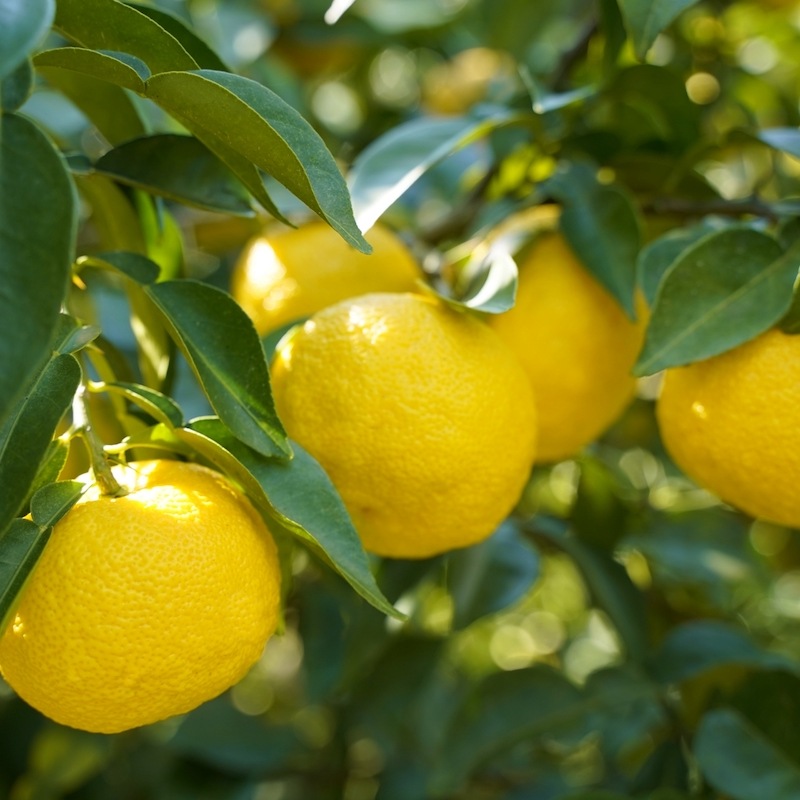 【八女の香りを食べる】ゆずジャム「YUZU JAM YAME」