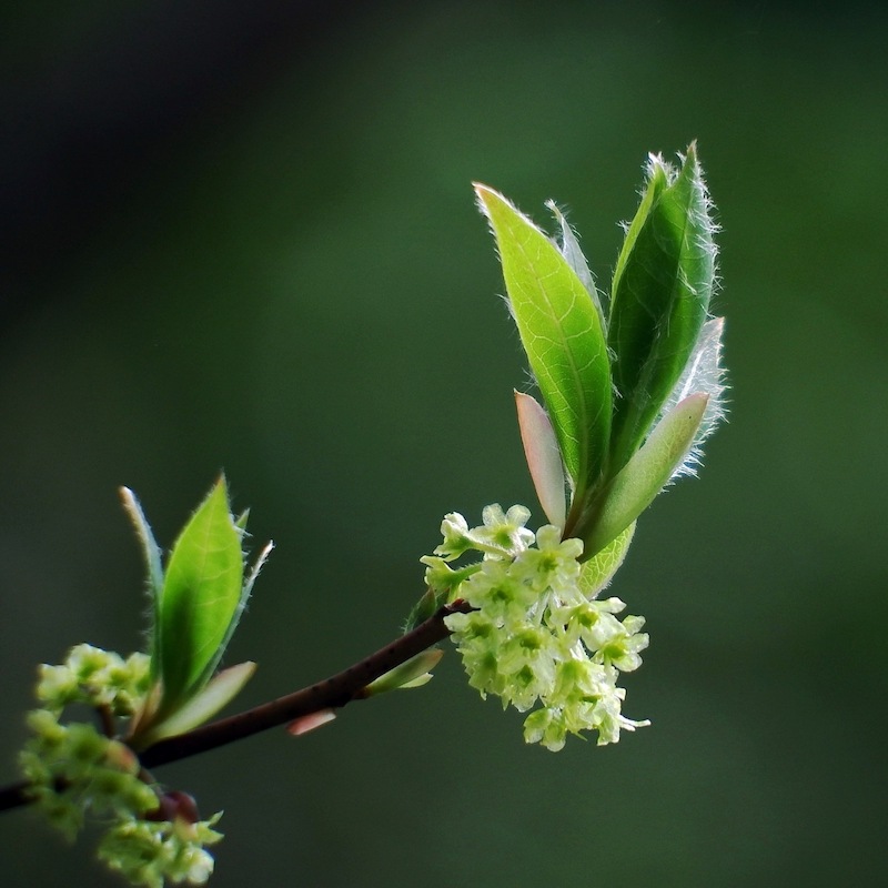クロモジの香り芳香蒸留水 300ml