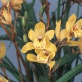 FARM BASE ONLINE SHOP｜洋らん・和らん・苗・資材のギフト・直売