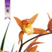   ͼ̸ɡֲ֡  Ūǻ֡ʤ