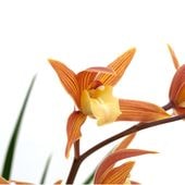 ������ͼ̸ | �椦����۲ֲ������  �ͤӼ�Ӥ��Ĥ����᤿����Ūǻ�� ���ʤ�