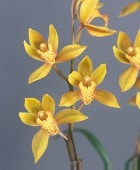 ����  �ȹ⺽�ɡ��ֲ��鲡����ֳ�  ���������������ʹ⤤���