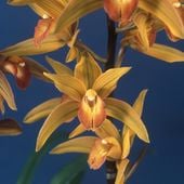 ��JFS���޳�������3��ݥå��ġ����Сä�����ӡ۵��ʹ⤤���