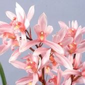 ����3��ݥå��ġ�������ҡä�ޤȤʤǤ�����ͥ�������