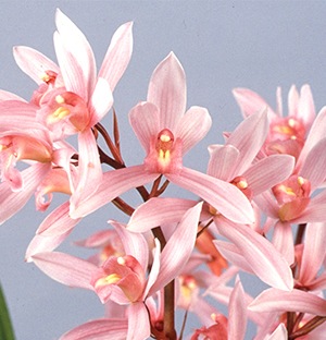 FARM BASE ONLINE SHOP｜洋らん・和らん・苗・資材のギフト・直売