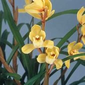 ���������Ÿ���޳�������3��ݥå��ġڤ��ܤ���ä��ܤ��Ť��� �ۤδŤ����