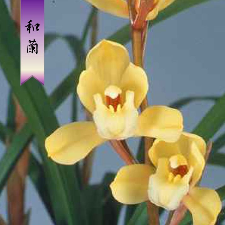 FARM BASE ONLINE SHOP｜洋らん・和らん・苗・資材のギフト・直売