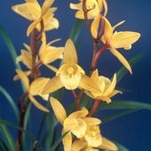 ��JFS���޳�������3��ݥå��ġ��߻����äդ椷����� �֤䤫���ɤ���ꡡ