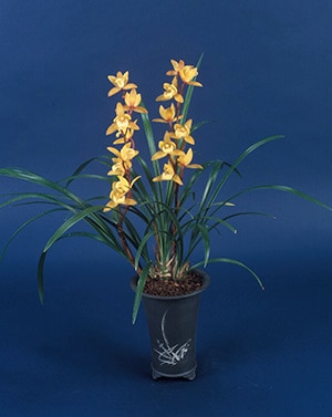 FARM BASE ONLINE SHOP｜洋らん・和らん・苗・資材のギフト・直売