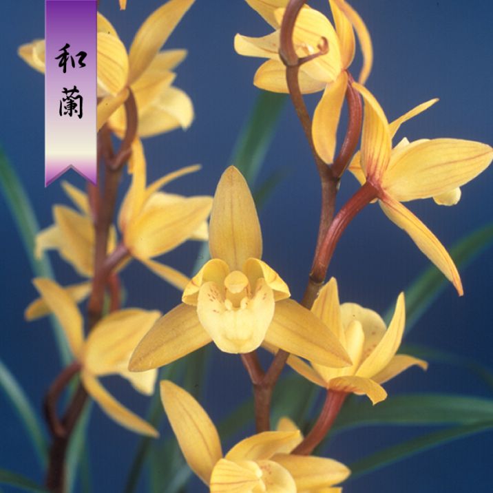 FARM BASE ONLINE SHOP｜洋らん・和らん・苗・資材のギフト・直売