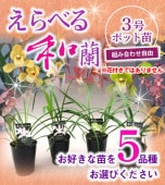 最新コレックション 向山蘭園ONLINE SHOP｜洋らん・和らん・苗・資材のギフト・直売 エケベリア・セダム