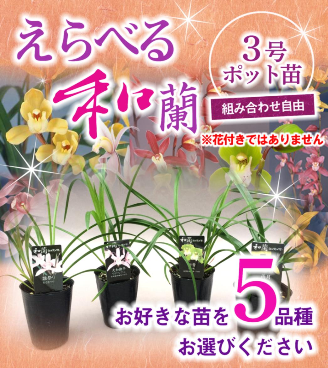園芸 インテリア ポット バレリア30 1個セット 89074 （代引き不可） p141 vase383ソフトクリームカラー 植木鉢 ポット プランター