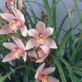 ���������Ÿ���޳�������3��ݥå��ġھ������¡ä��Ϥ�Ӥ����ɤ���ꡡ