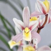 ����3��ݥå��ġڱ���äϤ�����ۤդ����������Ȳ��������ʤ�