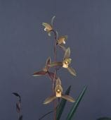 ���������Ÿ���޳�������3��ݥå��ġڰ��աä����褦�ۤȤƤ��ɤ����