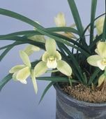 ����3��ݥå��ġڽհ��֡äϤ뤤���Ф�۳����Ǻ餯�������� ���ʤ�