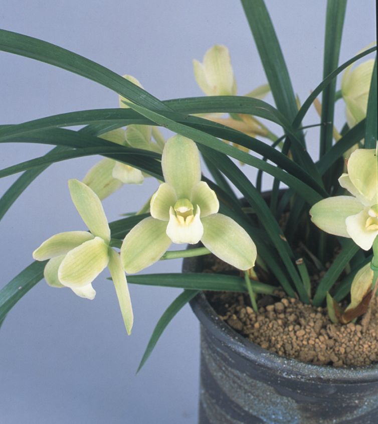 FARM BASE ONLINE SHOP｜洋らん・和らん・苗・資材のギフト・直売