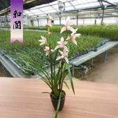 ���������Ÿ���޳��ۡ������� �ȿ��פ�ɡ� �ֲ�����ֳ������ʤ��ɤ���ꡡ����2009 �������Ÿ �ե쥰��󥹺�ͥ���޼���