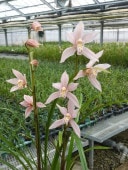 Ÿ޳ۡ ȿפɡ ֲֳʤɤꡡ2009 Ÿ ե쥰󥹺ͥ޼