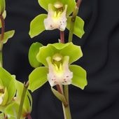 ����3��ݥå��ġڽ鲻�äϤĤ͡� ��Ƥ䤹���鿴�Ը��� ����