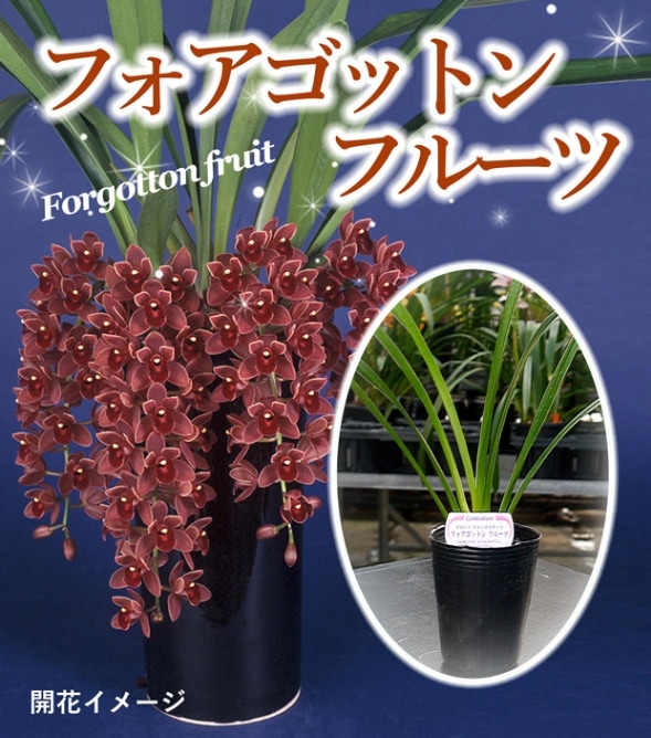 ����ӥ����� �ƥե������åȥ�ե롼�ġǡ��ֲ�ʤ� ����ݥå���  �ߥĥХ�����äƤ������������ʲ�˼��Ĺ���ڤ���ޤ�