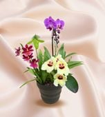 FARM BASE ONLINE SHOP｜洋らん・和らん・苗・資材のギフト・直売