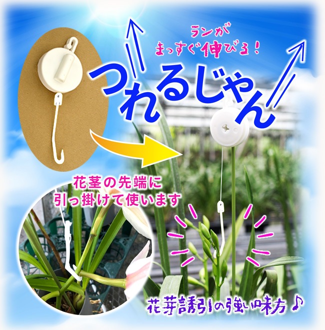 向山蘭園ONLINE SHOP｜洋らん・和らん・苗・資材のギフト・直売